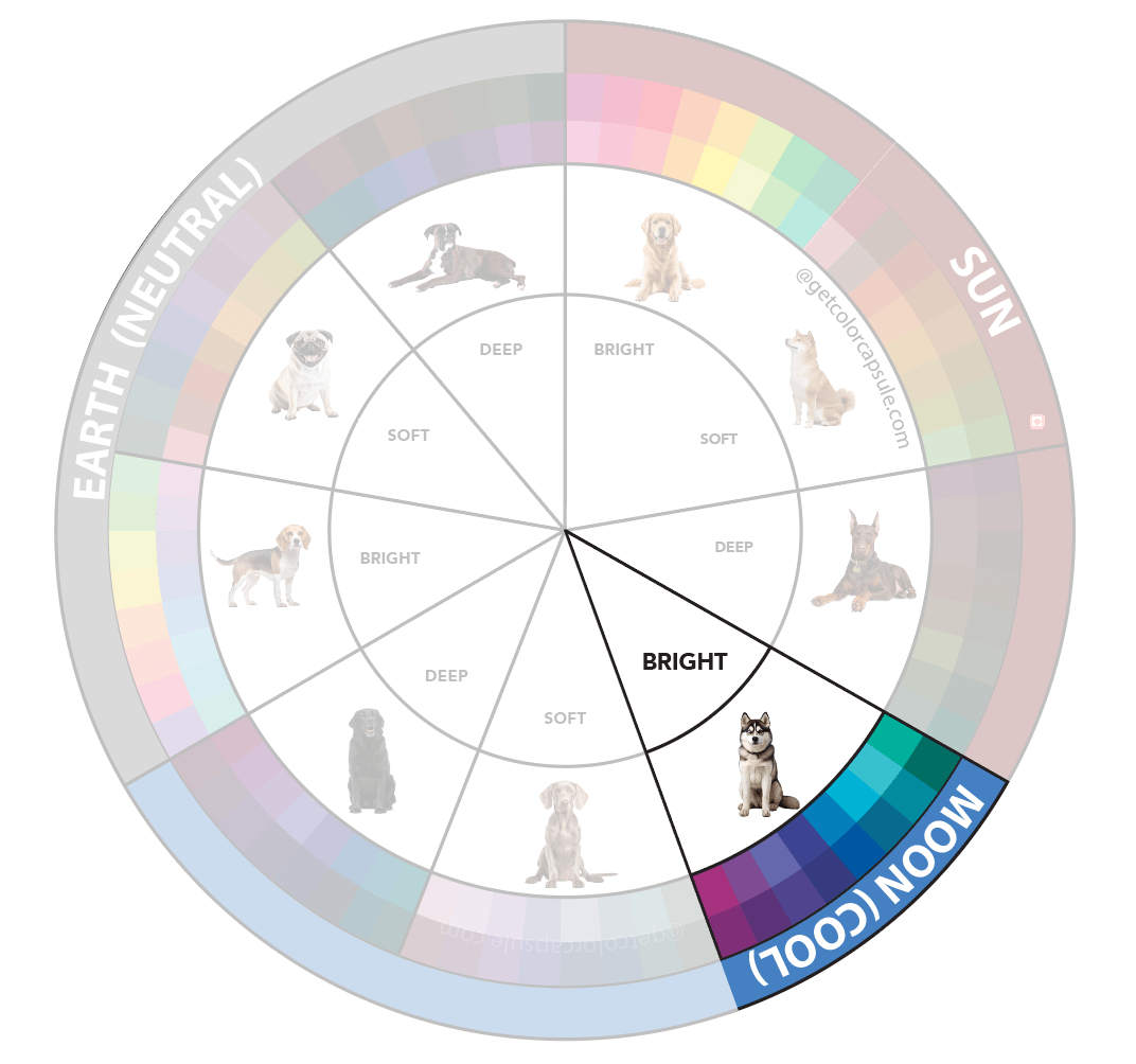 Bright Moon Dog Color Analysis